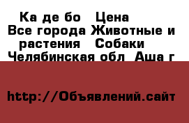 Ка де бо › Цена ­ 25 - Все города Животные и растения » Собаки   . Челябинская обл.,Аша г.